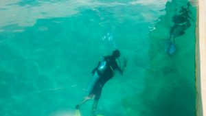 Arthur descending under the water near Coiba Park.