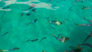 A school of trigger fish next to our boat.