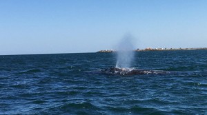 whale in san ignacio 1