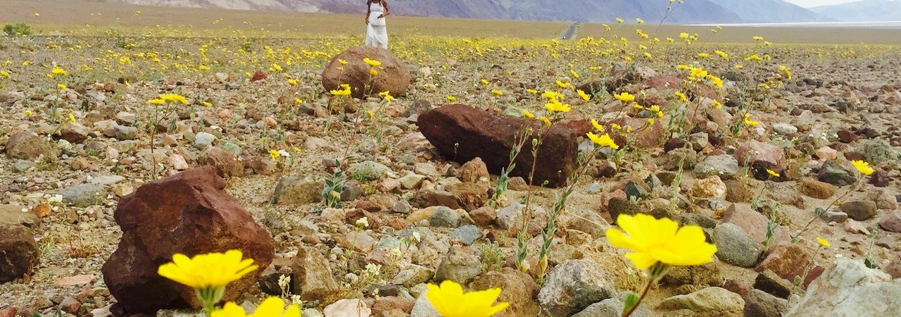 Death Valley Superbloom