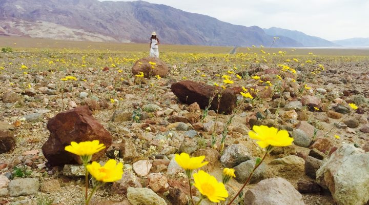 Death Valley Superbloom